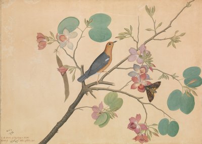 An Orange-Headed Ground Thrush and a Death